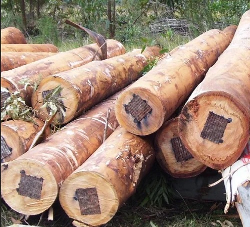 Reddish Brown Eucalyptus Wood