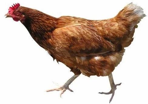 Brown Pure Desi Hen, For Medical Chemical Research, Style : Live