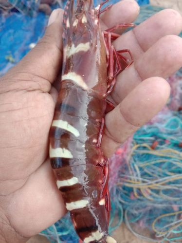 Baked Red Tiger Prawns, Style : Fresh