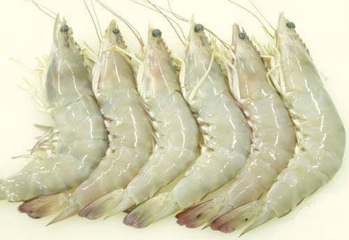 Vannamei White Prawns, For Mess, Restaurant, Style : Fresh