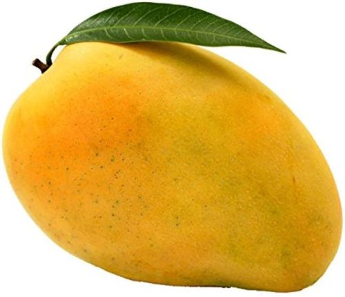 Yellow Common Fresh Mango, For Food Processing, Taste : Delicious Sweet