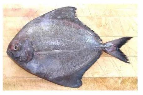 Black Pomfret Fish, For Cooking, Human Consumption, Style : Fresh, Frozen