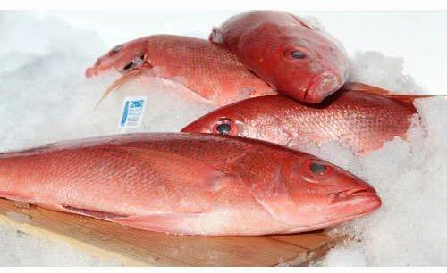 Fresh Sankara Fish, Certification : FSSAI Certified