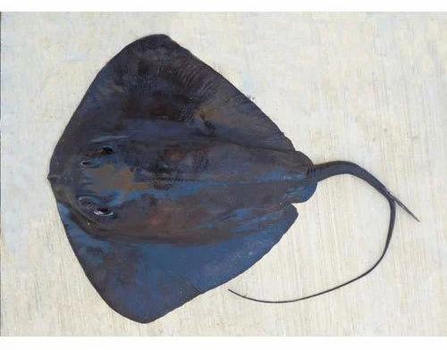 Fresh Sting Ray Sea Fish, Packaging Type : Packet, Thermocol Box