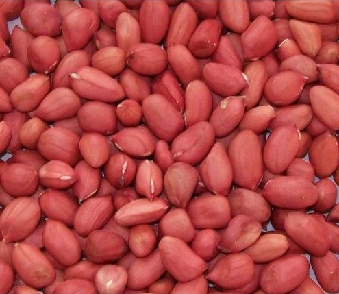 Organic Kernels Red High Oil Content Groundnut Seed