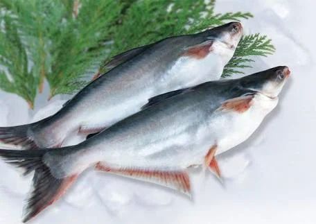 Frozen Aar Fish, For Household, Mess, Restaurants, Feature : High In Protein