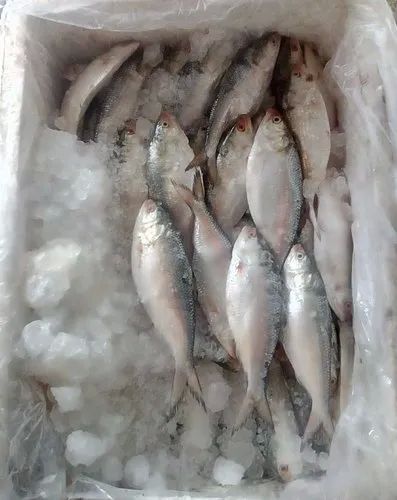 Frozen Boal Fish, For Human Consumption, Feature : Healthy, High Protien