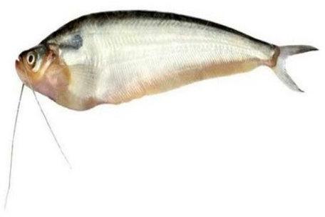 Frozen Pabda Fish, For Household, Mess, Restaurants, Feature : High In Protein