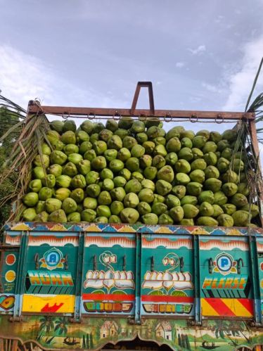 Green Coconut, Packaging Type : Loose