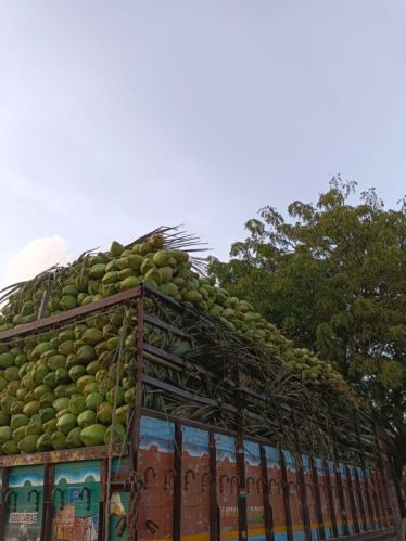 Natural Tender Green Coconut, Coconut Size : Large