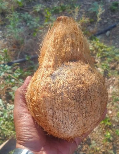 Raw Natural Semi Husked Coconuts, For Pooja, Medicines, Cosmetics, Cooking