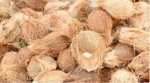 Chithu Hard Organic Semi Husked Raw Coconut, Color : Green, brown, Form : Solid, Speciality : Free From Impurities