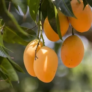 Organic Fresh Alphonso Mango, Shelf Life : 3 Months