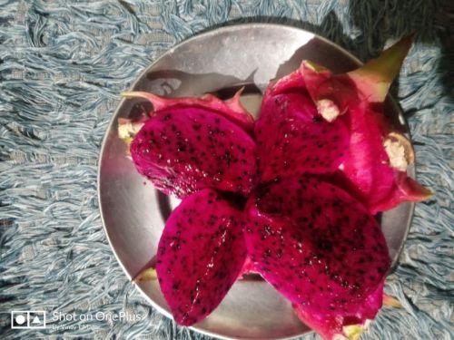 Organic Dragon Fruits, For Human Consumption, Packaging Size : 5kg, 10kg, 15kg, 20kg, 25kg, 30kg