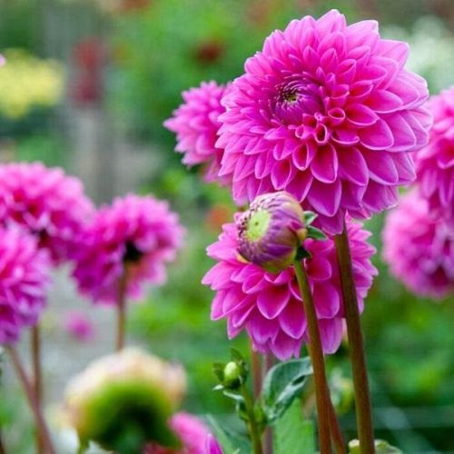 Natural Dahlia Plant, For Plantation