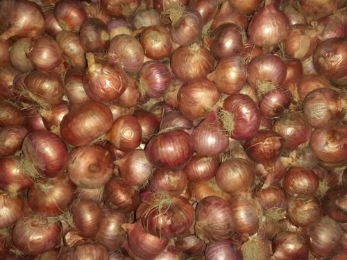 Blended Natural Onion Seeds, For Human Consumption