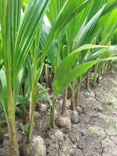 Soft Organic Coconut Plant, Feature : Freshness