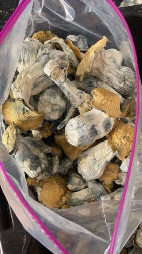 Frozen Mushrooms, Packaging Type : Light Brown