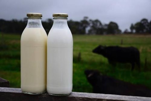 Buffalo Milk, Purity : 100.00%