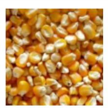 Bharat Yellow Maize, For Animal Feeders