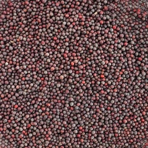 Solid Mustard Oil Seed, For Cosmetics, Spices