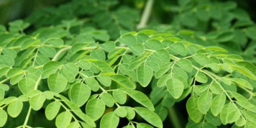 Moringa Leaves, For Medicine, Cosmetics