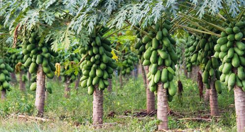 Green Papaya, Style : Natural