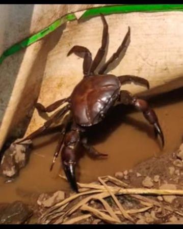 Crab, Color : Light-Brown