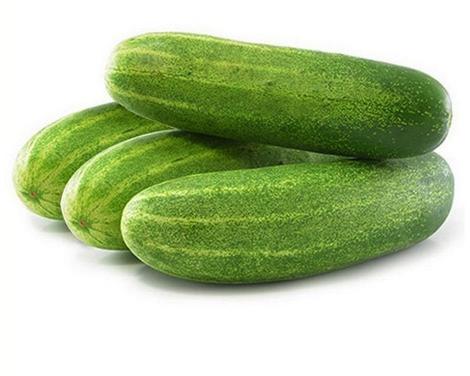 Dark Green Organic Fresh Indian Cucumber, For Human Consumption, Cooking, Certification : FSSAI Certified