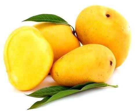 Yellow Common Fresh Mango, For Direct Consumption, Food Processing, Juice Making, Variety : Alphonso