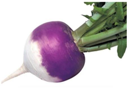 Fresh Purple Turnip, For Food, Packaging Type : Jute Bags, Loose