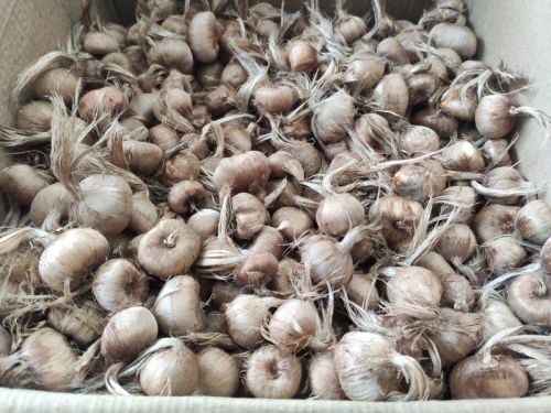 Natural Branth Organics Saffron Seeds, Packaging Size : 20Kg 9%