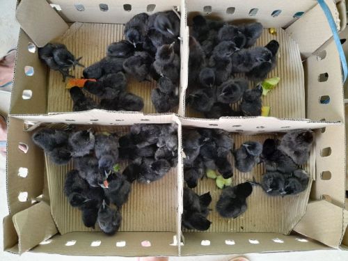 Black Kadaknath Day Old Chicks, Packaging Type : Paper Box, Plastic Packet