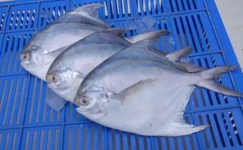 Fresh Pomfret Fish, Packaging Type : Thermocole Box