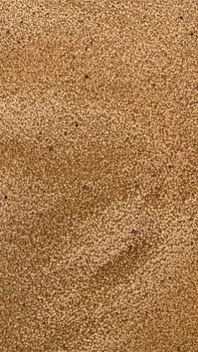 Amaranth Ramdana Grains, For Making Bread, Cooking, Cookies, Bakery Products, Packaging Size : 50 Kg