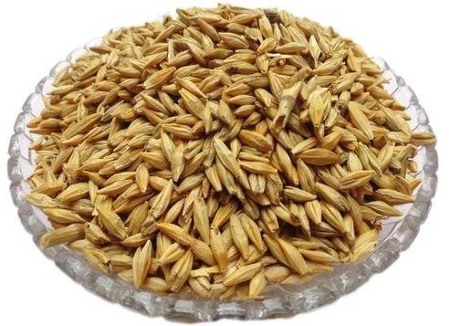 Golden Hulled Barley Seeds, For Agriculture Cooking, Packaging Type : PP Bag