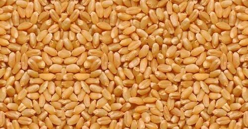 Organic Lokwan Wheat Grains, For Cooking, Bakery Products