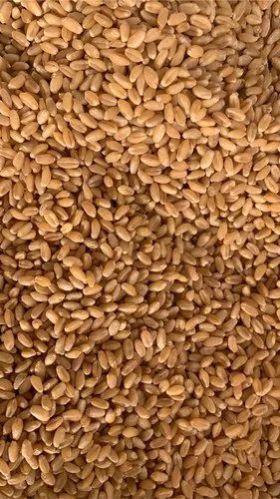 Common Golden Wheat Grains, Packaging Type : Loose