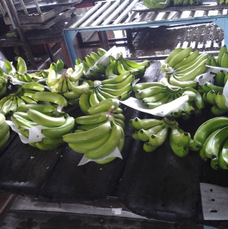 Fresh Cavendish Banana, Color : Green
