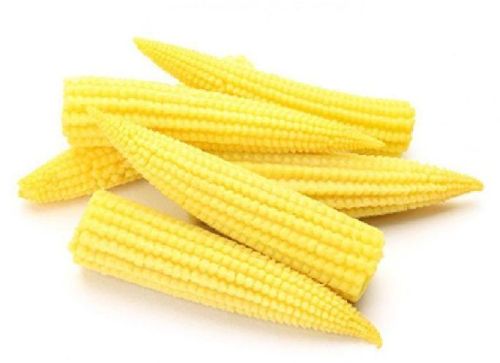 Organic Baby Corn Seeds, Style : Dried
