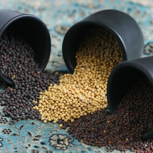 Black Mustard Seeds, Packaging Type : PP Bag, Moisture : 5.00%