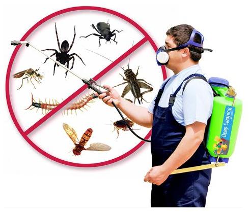 Pest Control Service