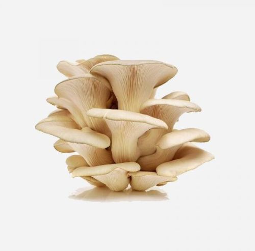 Natural Fresh Oyster Mushroom, For Cooking, Packaging Type : Plastic Bag