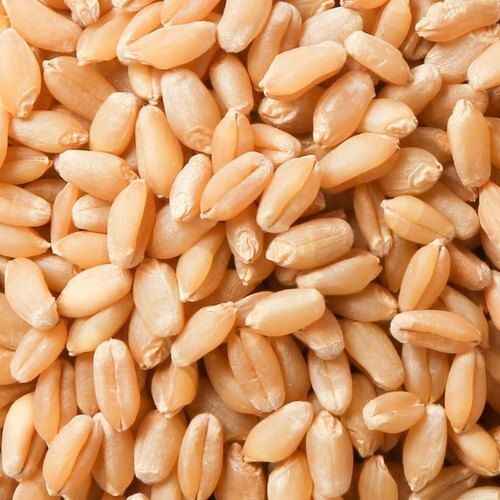 Wheat Seeds, For Khakhara, Chapati, Feature : Non Harmul, Natural Taste, Healthy