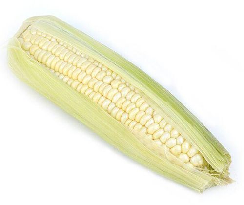 Fresh White Corn, Packaging Size : 20kg, 25kg