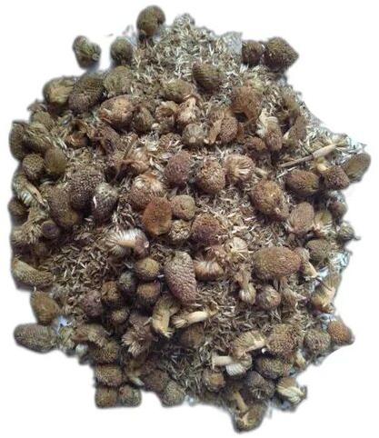 Dried Akarkara Seeds