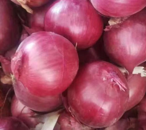 Natural Quality White Onion, For Human Consumption, Enhance The Flavour, Packaging Type : Net Bags