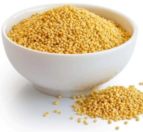 Foxtail Millet, For Cattle Feed, Human Consumption, Packaging Type : PP Packets