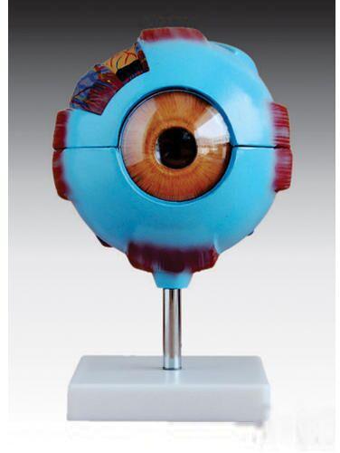 PVC Small Eyes Human Model