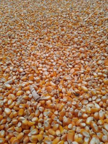 Organic Yellow Corn Maize, For Making Popcorn, Human Food, Bio-fuel Application, Animal Food, Animal Feed